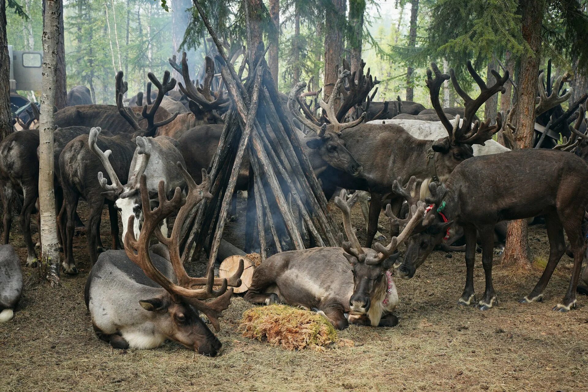 Карамкинское стойбище. Сэвэк олень эвенки. Оленье молоко фото.