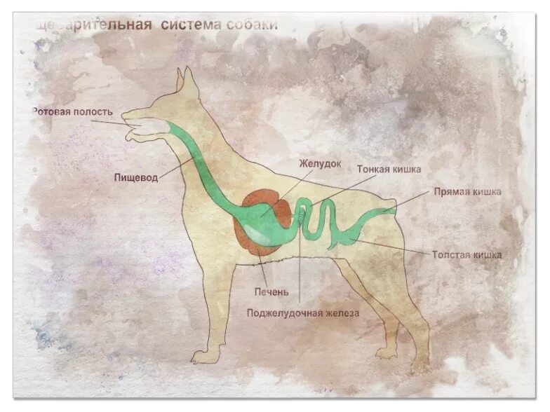 Пищевод собаки