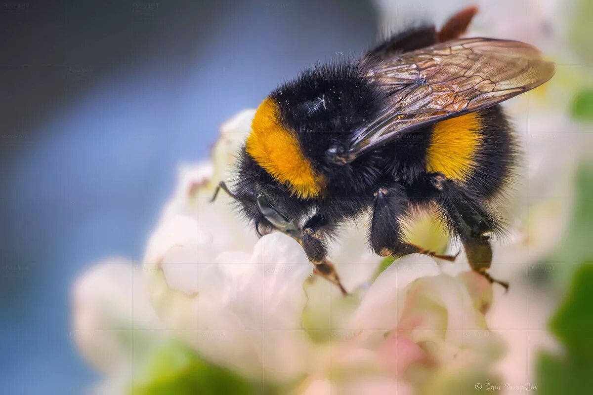 Bombus fragrans. Шафранный Шмель. Шмель Луговой. Тулупчатый Шмель. Пчела уток