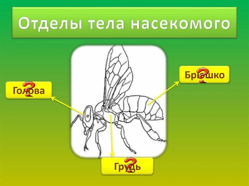 Насекомые имеют 3 отдела. Отделы тела насекомых. Строение насекомых для дошкольников. Строение тела насекомых. Деление тела насекомых на отделы.