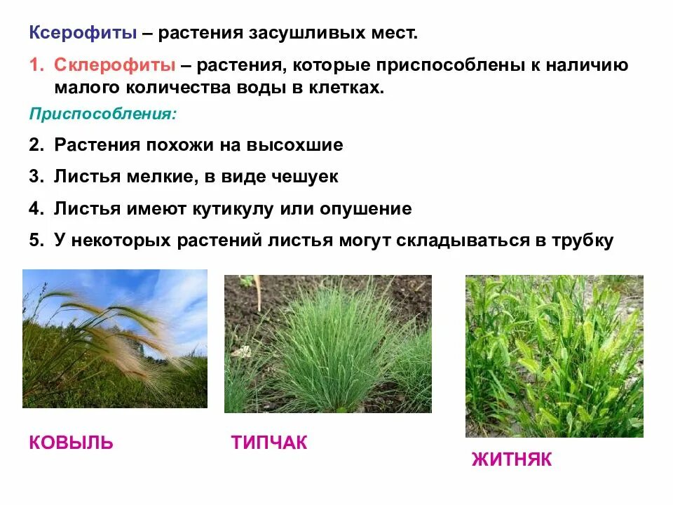 Растения разных экологических групп
