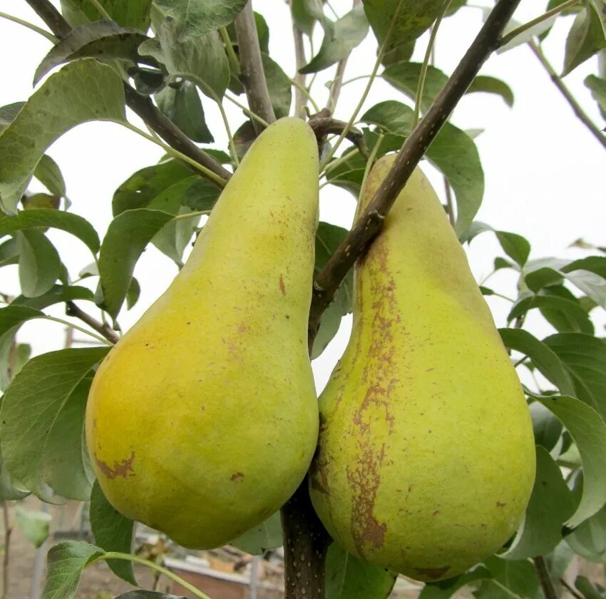 Груша лимонка дерево. Груша бере клержо. Груша вильямс. Груша золотоворотская. Груши разной формы.