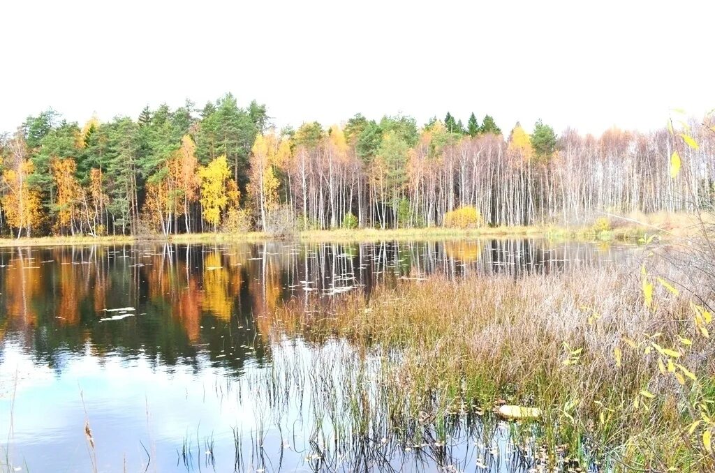 Церковь в брехово. Население брехово солнечногорский район. Погода в брехово. Брехово. Брёхово солнечногорский район.