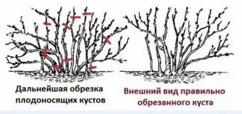 Как правильно подрезать крыжовник