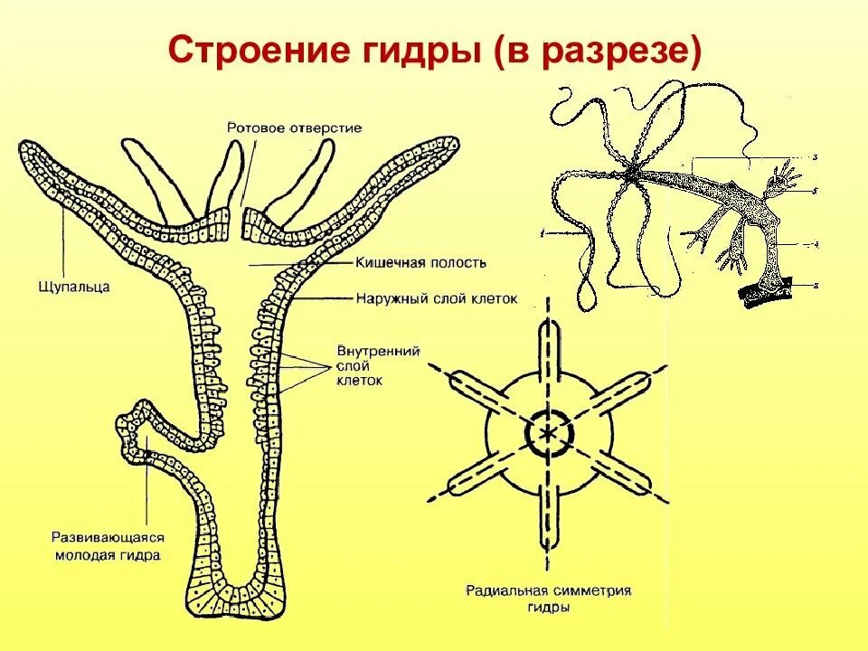 Тип кишечнополостные рисунки. Гидра пресноводная строение. пресноводный полип гидра строение. строение гидры кишечнополостные. схема строения пресноводной гидры.