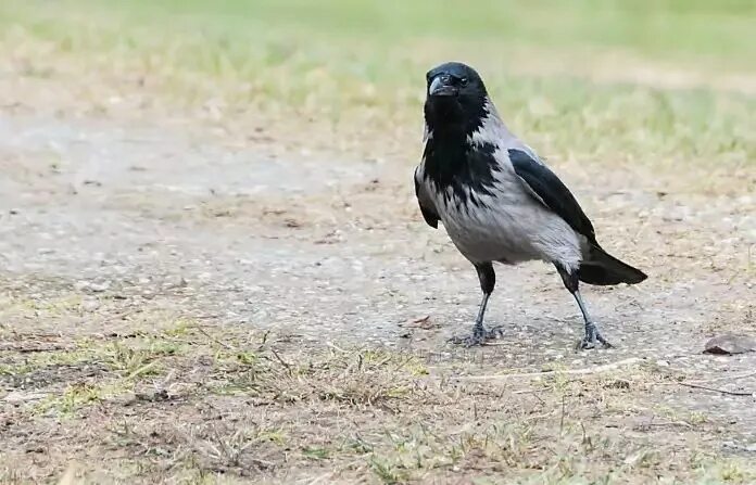 Ворон годы жизни. Corvus tristis. Серая ворона. Вороны в Калининградской области. Ворон на латыни.