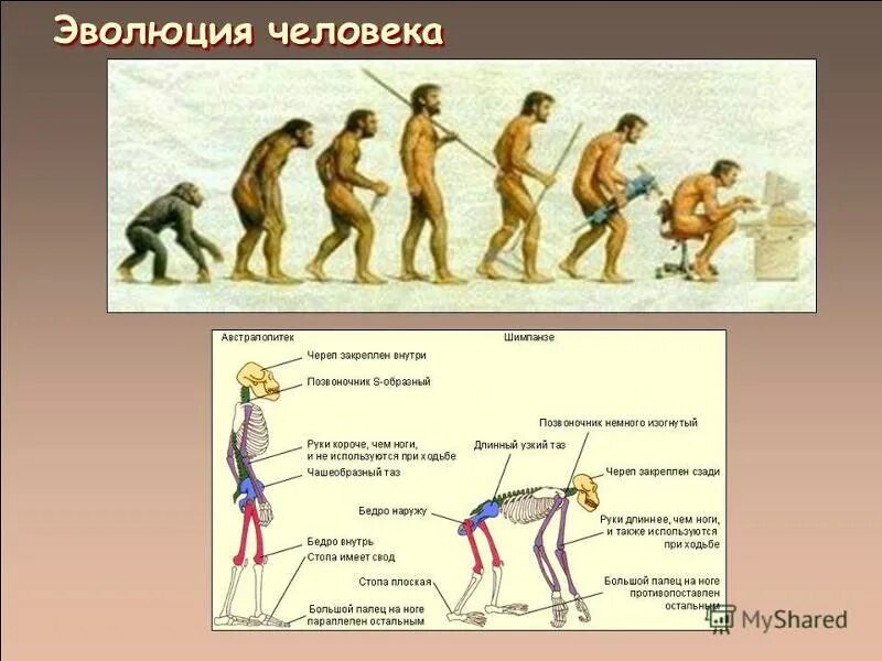 Этапы эволюции история. Схема развития человека от обезьяны. Эволюция человека. Развитие человека. Этапы эволюции обезьяны в человека.