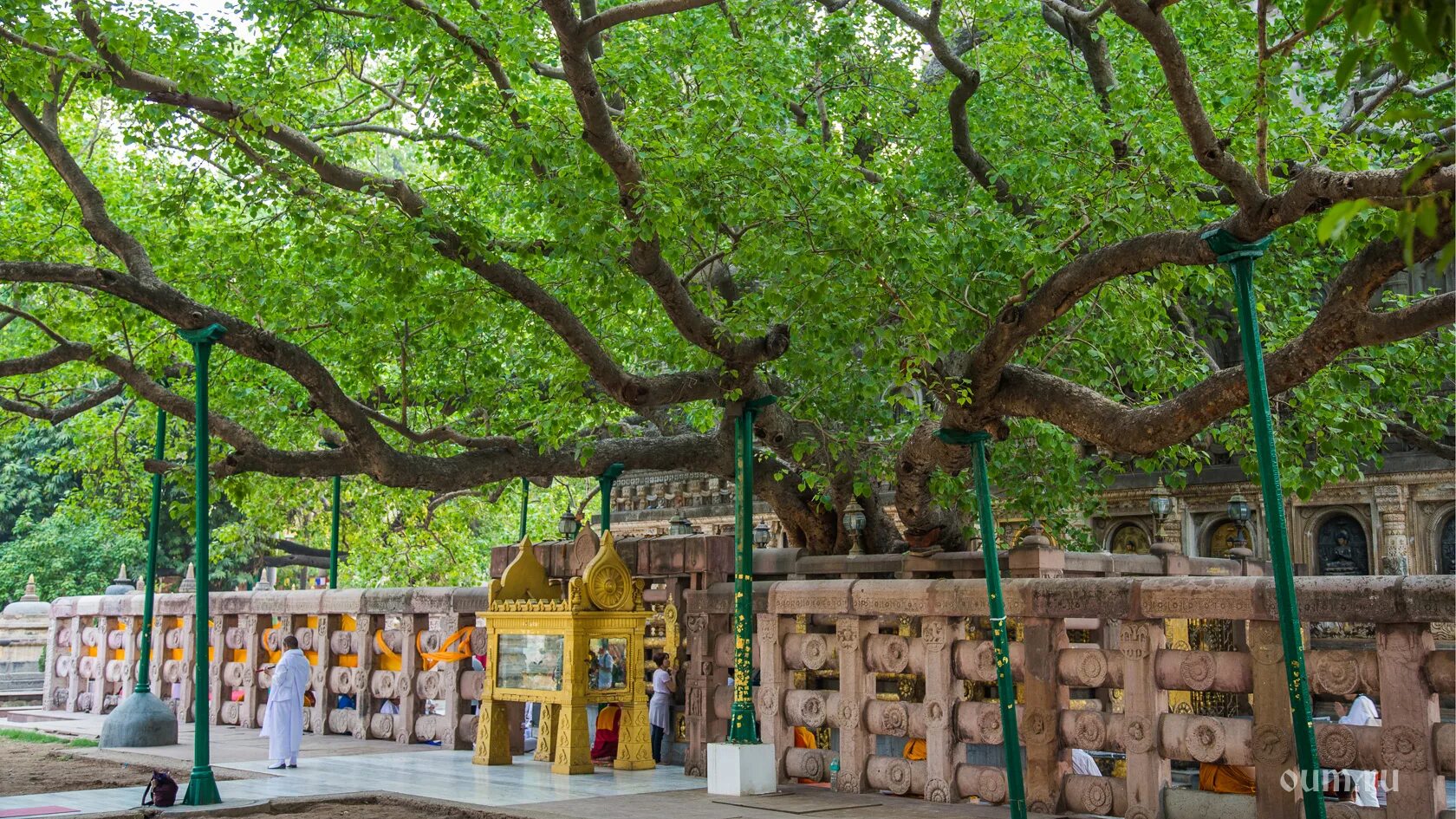 Деревья на шри ланке. Дерево Бодхи Шри Ланка. Анурадхапура Шри Ланка дерево Бодхи. Бодхгая дерево Бодхи. Дерево Бодхи в Бодхгае.
