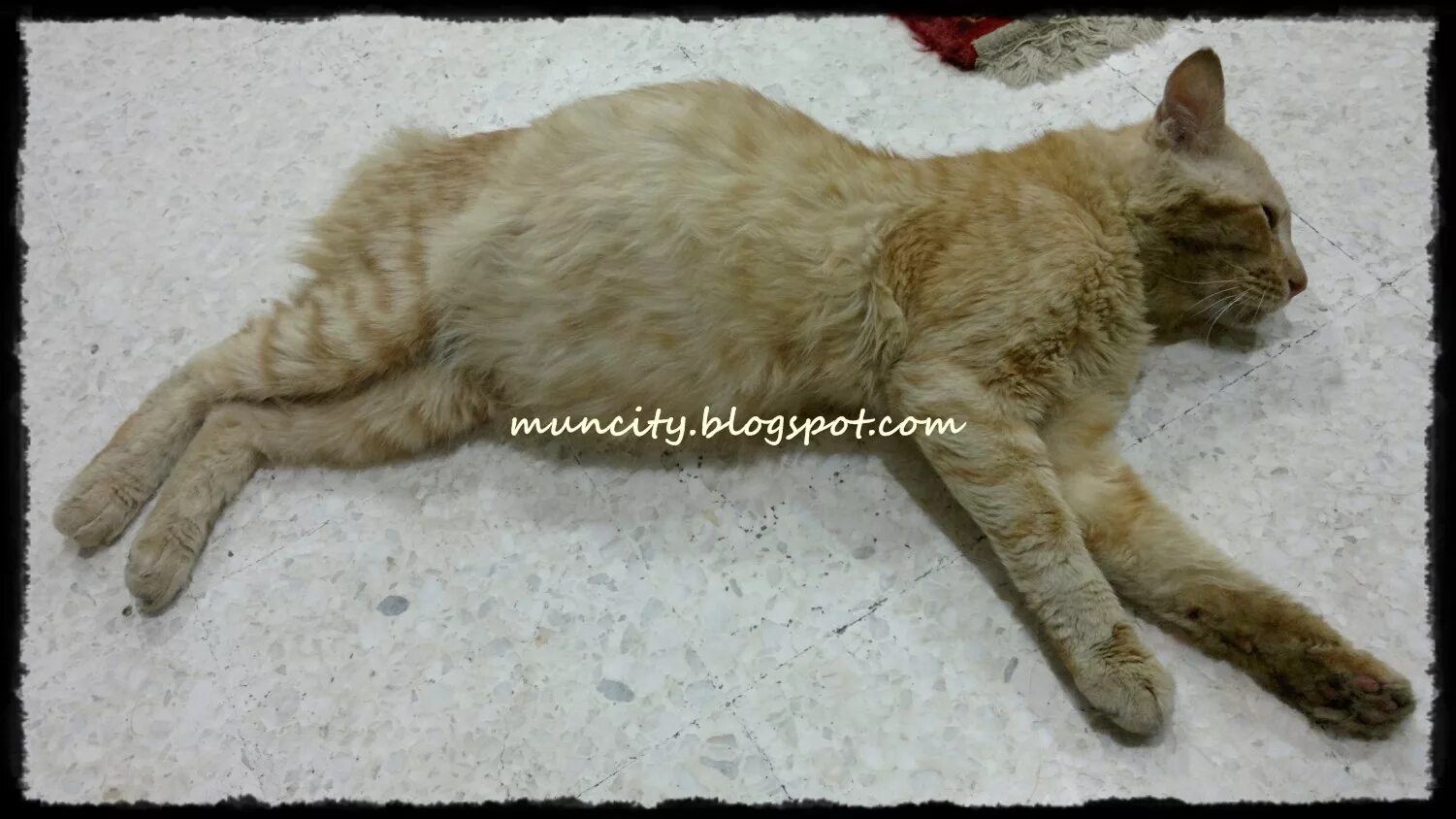 формы фипа у кошек