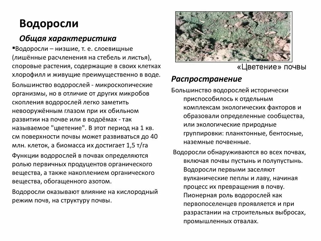 Водоросли в почве. Общая характеристика водорослей. Почвенные водоросли. Общая характеристика почвенных водорослей. Слоевищные водоросли.