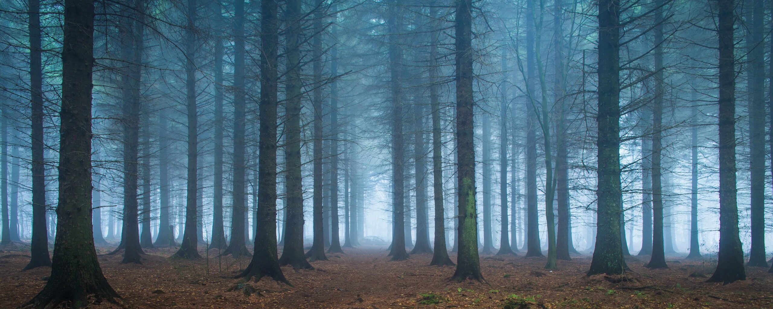 Go look in the trees