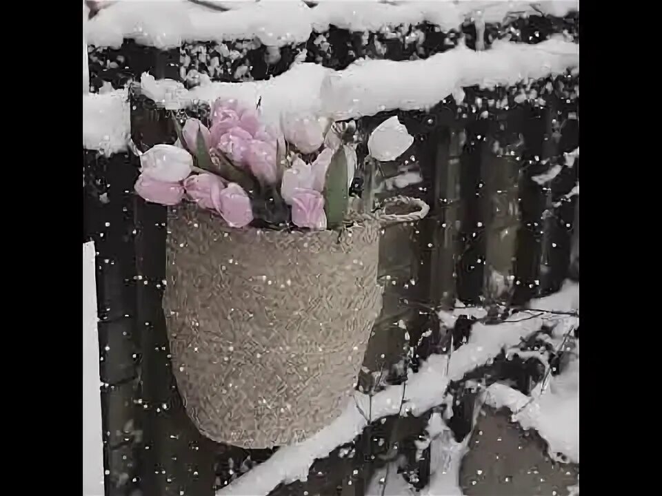 Зима совсем близко. Январь пока ещё зима и много ещё. январь пока еще зима и много еще зимних планов. так хочется цветов особенно тюльпанов.