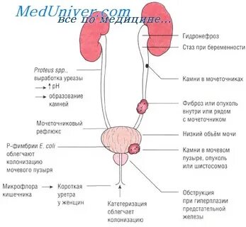 Почек и мочевых путей