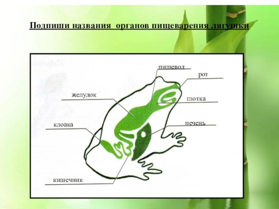 Расположи органы пищеварительной системы земноводного. Строение органов пищеварения лягушки. Система пищеварения земноводных. Схема пищеварительной системы лягушки. Название пищеварительной системы у лягушки.