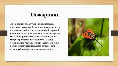 Рассказ о насекомых которые тебя заинтересовали