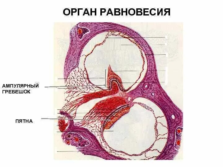 Орган равновесия гистология. Орган равновесия гистология