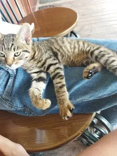 Почему пришел котенок