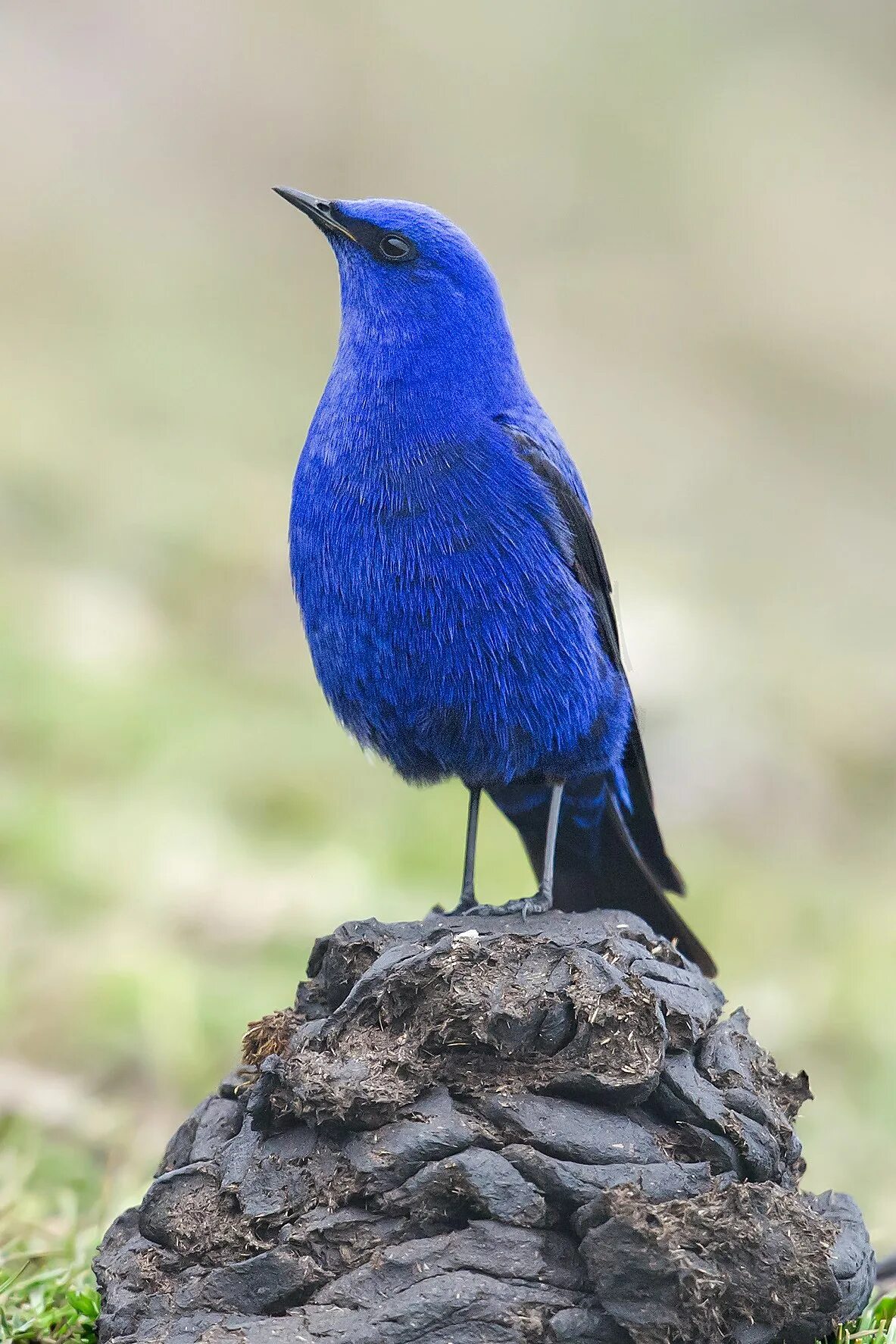 Т синяя птица. Грандала Лазоревая птичка. Лиловый Дрозд (Myophonus caeruleus). Синяя птица. Синяя птичка.