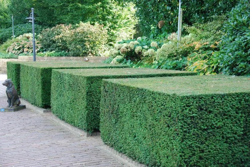 Блок живой изгороди. Тисс Живая изгородь. Тис ягодный изгородь. Taxus baccata изгородь. Тис ягодный Живая изгородь.