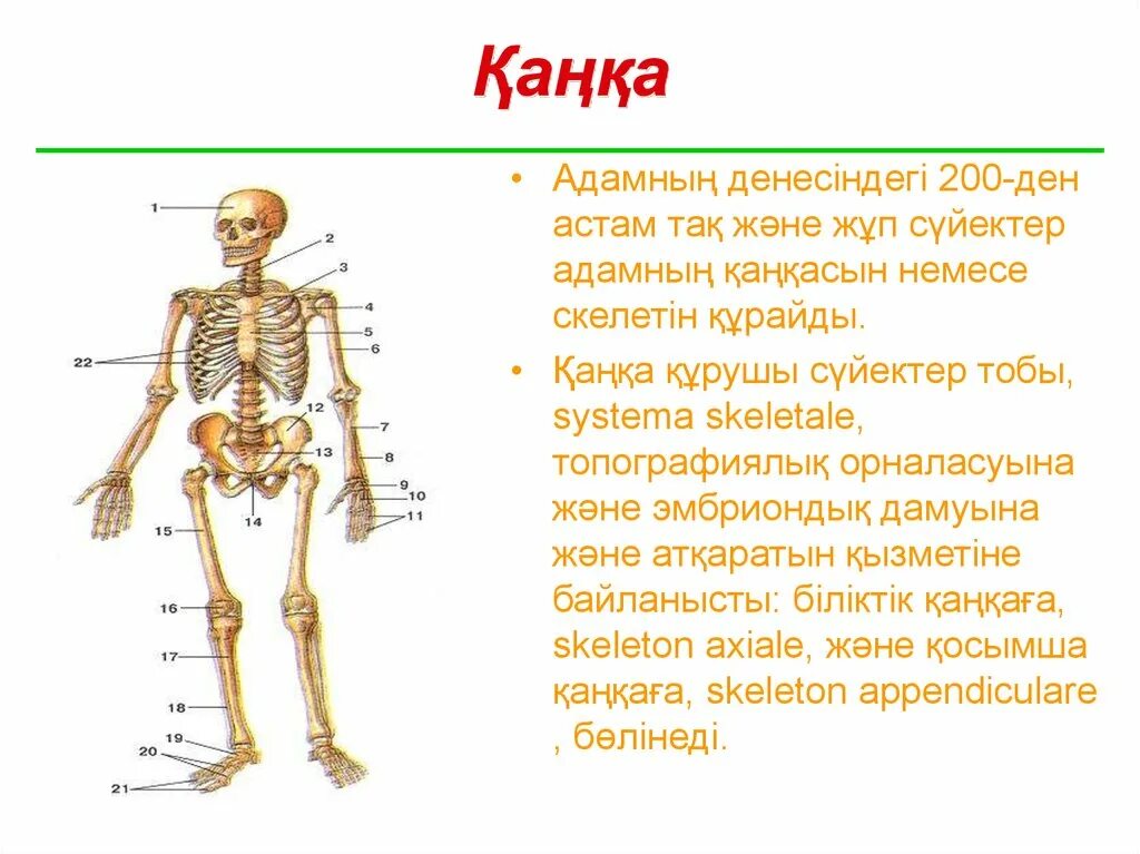 Скелет человека с названием костей 4 класс. Строение скелета человека схема. Строение скелета человека ЕГЭ биология. Строение скелета человека ОГЭ биология. Схема скелет человека 8 класс биология.