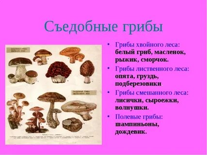 Съедобные грибы названия и краткое описание