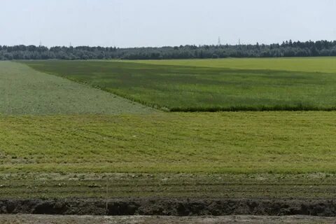 Ленинградский почва