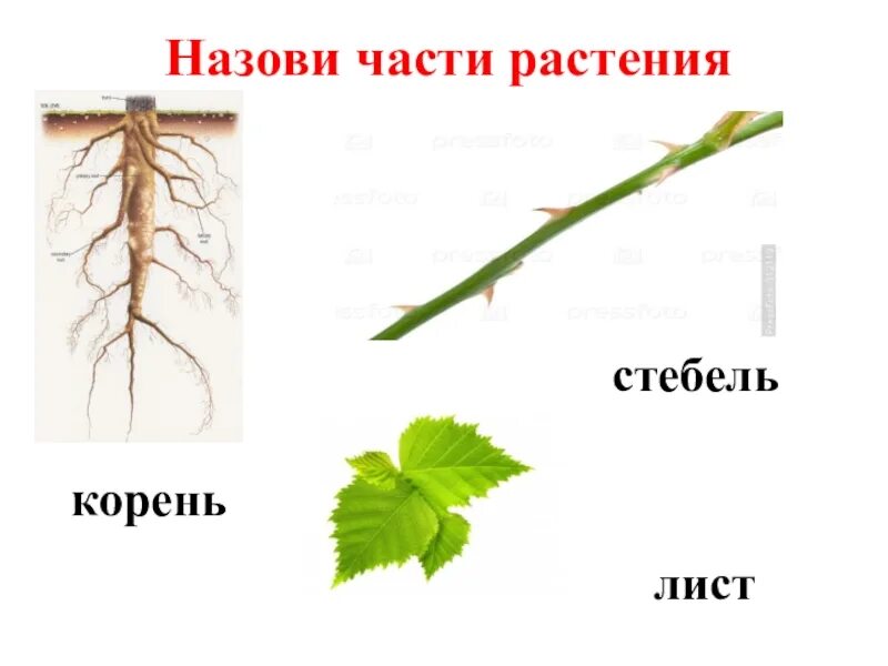 Части растений. Корень. Стебель.. Стебель с листьями. Корень стебель лист цветок. Стебель и корень. Корни есть листьев нет