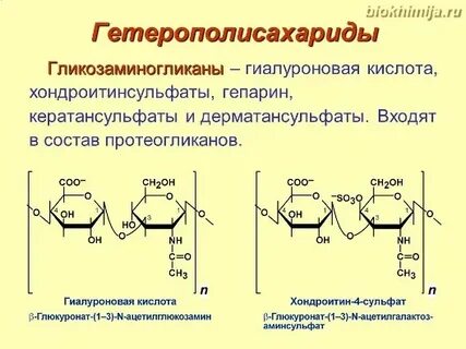 Биологическая роль гиалуроновой кислоты