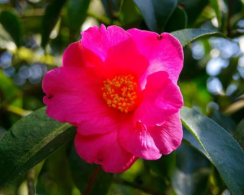 Camellia reticulata. Camellia japonica Mary Williams. Камелия японская Вильям. Camellia reticulata Mary Williams. Камелия 6