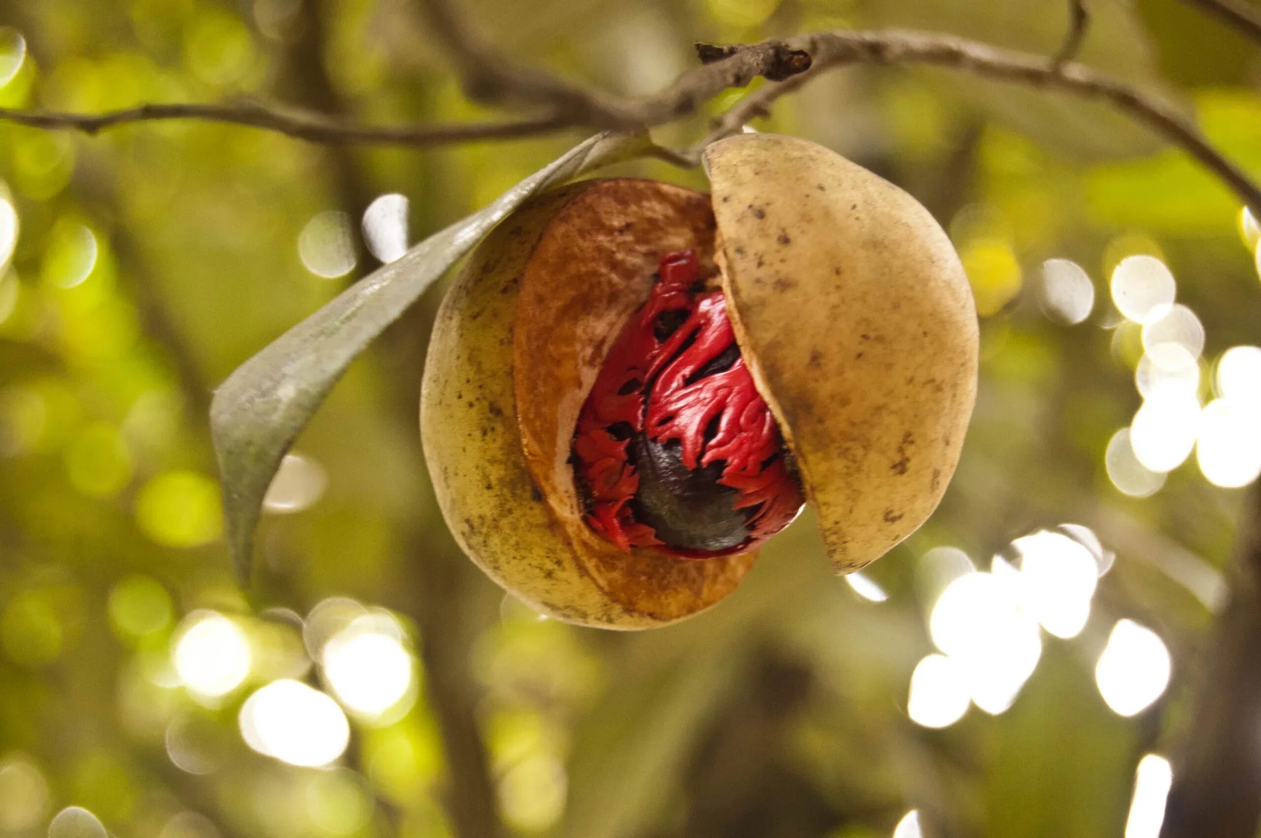 Nutmeg. Nutmeg — мускатный орех. мускатный орех ариллус. мускатный орех растение. мускатник душистый.