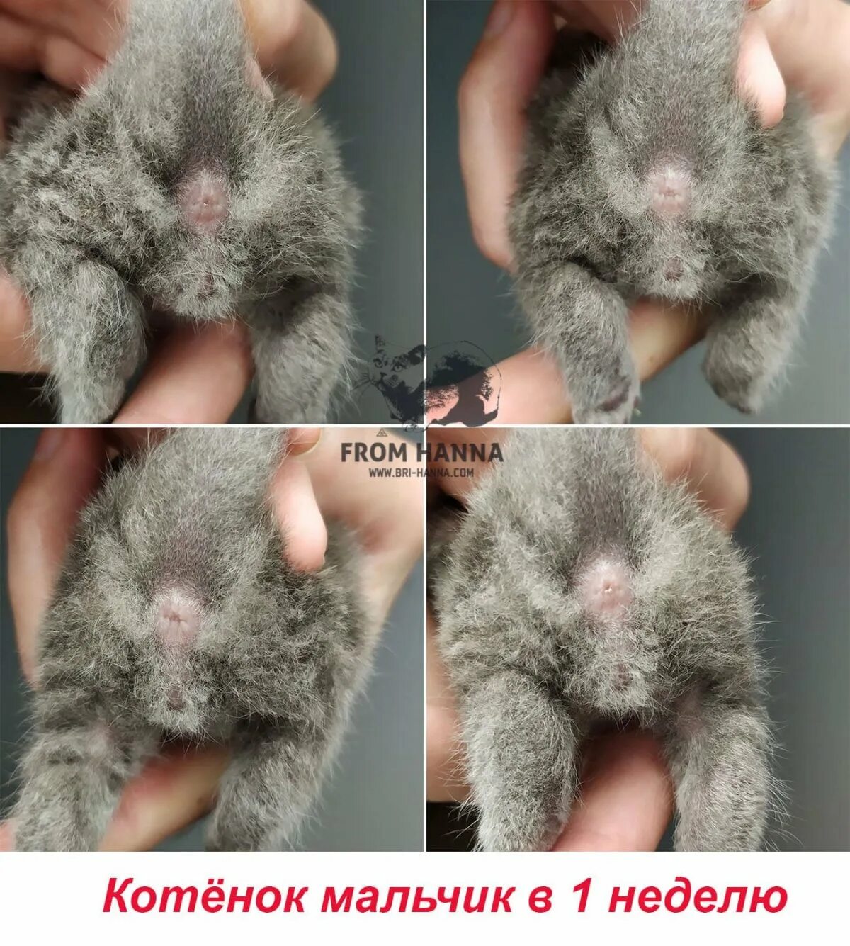 Как различить пол котят. Определить пол котенка фото. как определить пол коте. как определить поткотенка.