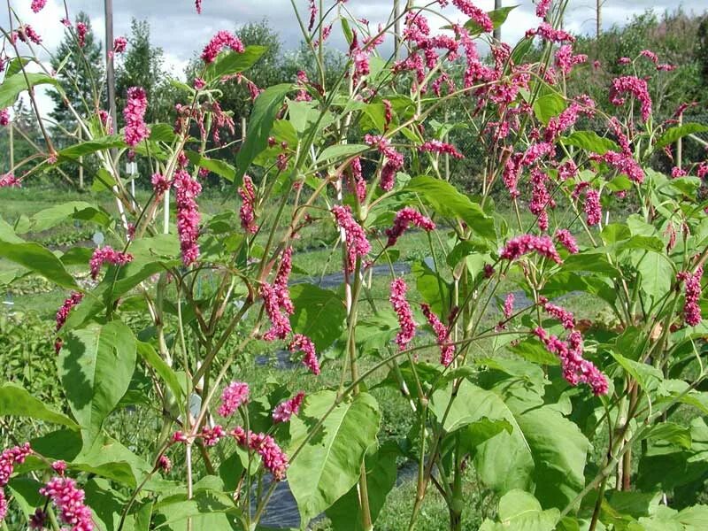 Горец однолетний. Горец стеблеобъемлющий альба. Горец свечевидный speciosa. Highlander 1986. Горец родственный (polygonum affine `daijeerling red`).