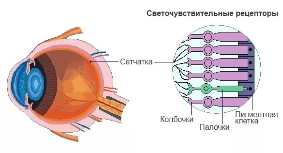 Отслойка сетчатки - БУ "Республиканская клиническая офтальмологическая больница"