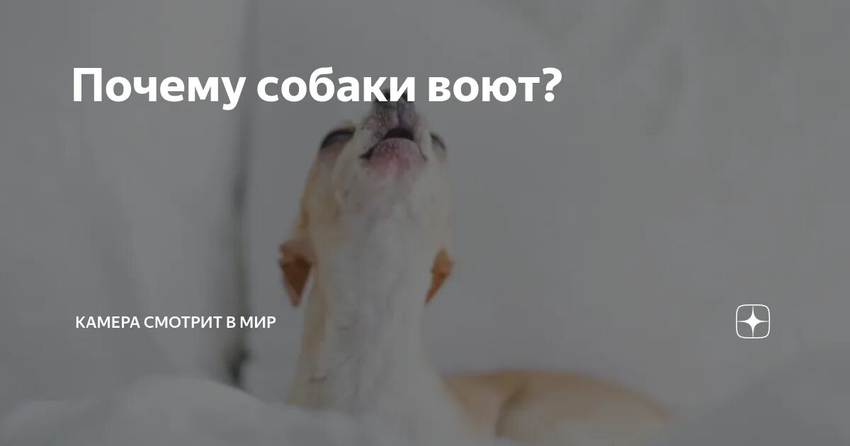 Почему выл