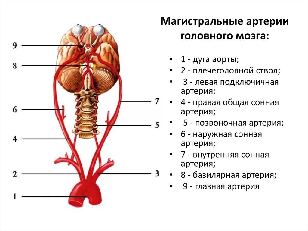 Головной мозг кровоснабжают артерии. Кровоснабжение головного мозга главные магистральные сосуды. Артерии ствола головного мозга. Кровоснабжение ствола головного мозга.