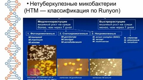 Атипичные микобактерии туберкулеза