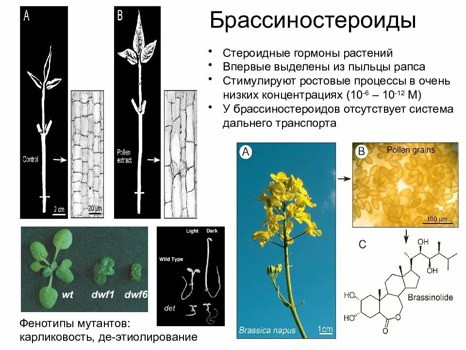 Гормон ауксин у растений. Гормоны растений фитогормоны. Гиббереллины гормоны растений. Гормоны роста растений ауксин. Растения активаторы