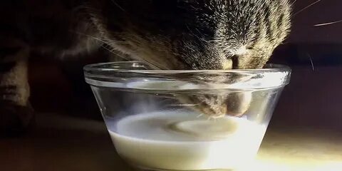 Кот пил молоко