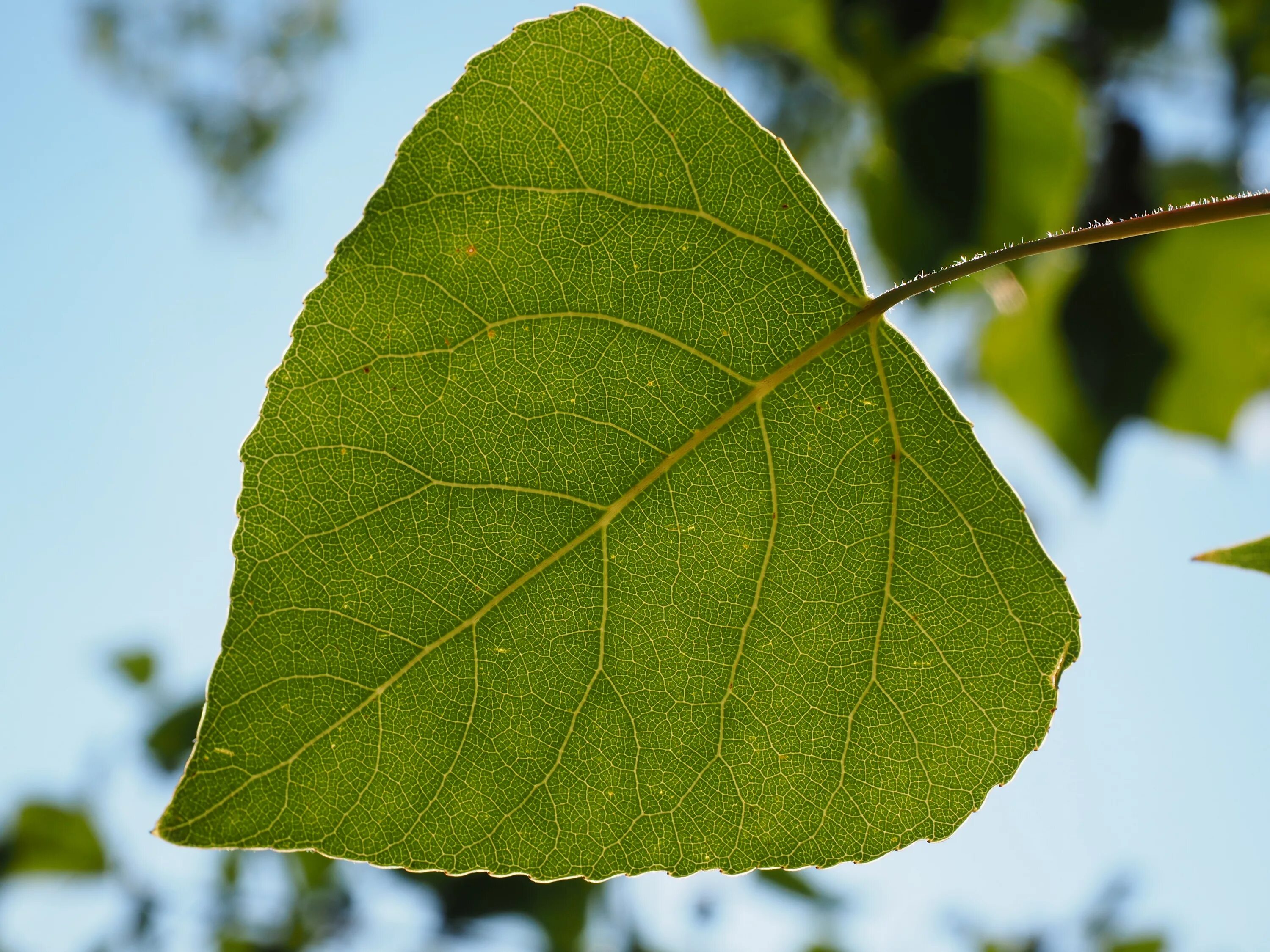 Дерево не дало листьев. Populus nigra лист. Лист тополя лист тополя. Тополь дерево листья. Тополь листья тополя.