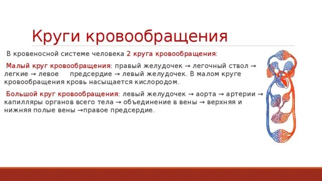 Круги кровообращения. Малый круг кровообращения. Правый круг кровообращения. Два круга кровообращения. Контрольная работа кровь кровообращение