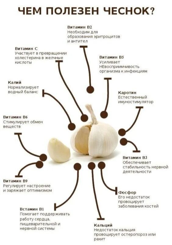 Чем полезен чеснок. Чеснок польза. Чем полезен чеснок для организма. Полезен чеснок для.организма.