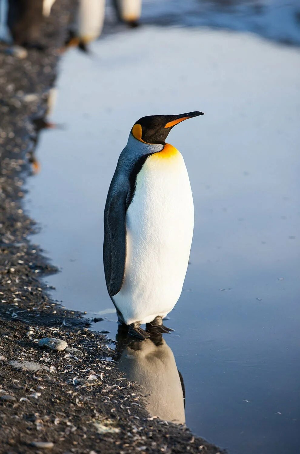 Пингвин птица