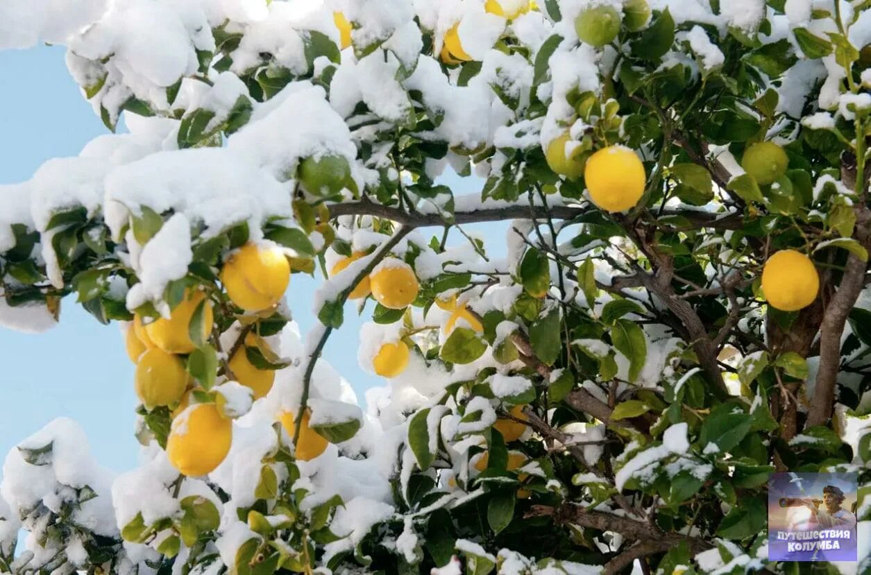 Лимон на зиму