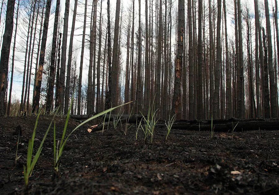Природа восстановилась. Лес после пожара. Восстановление Лесной растительности. Восстановление природы после пожара. Вторичный лес.