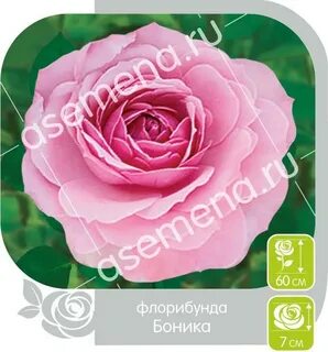 Семена алтая 2024