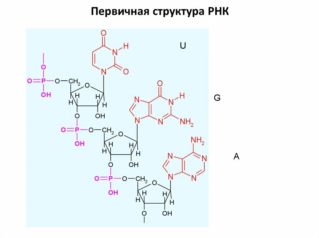 Первичная и вторичная структура РНК биохимия. Первичная и вторичная структура РНК. Строение информационной РНК биохимия. Формула РНК биохимия.