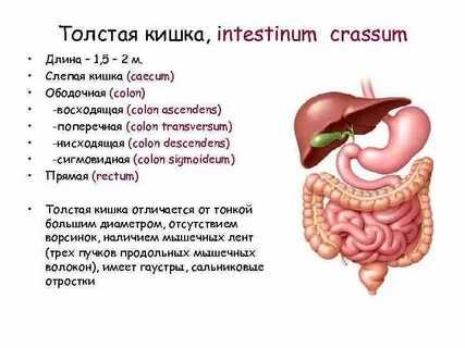 Кишечный латынь