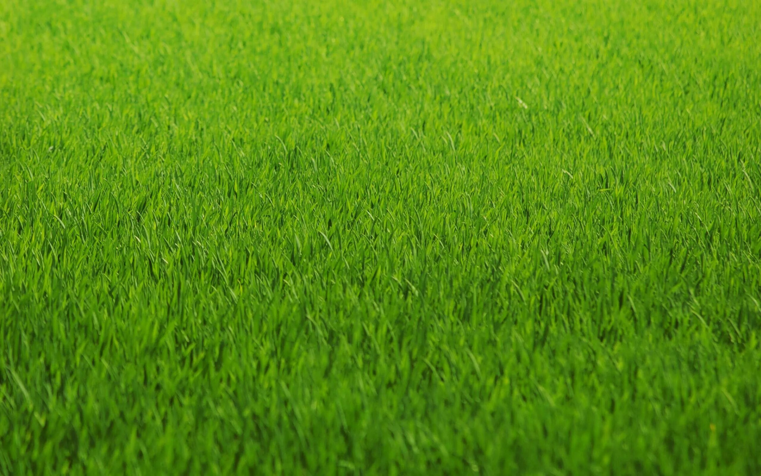 Free Images : marsh, lawn, meadow, prairie, flower, spring, green, crop, pasture