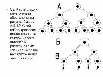 Какие стадии гаметогенеза обозначены на рисунке буквами