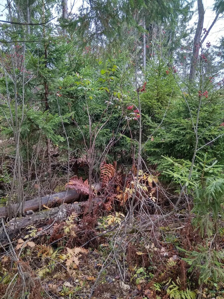 Лес гибнет. Лес самоубийц Аокигахара.